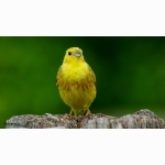 20220604 Goldammer 01 1 DSC07092 (1).jpg